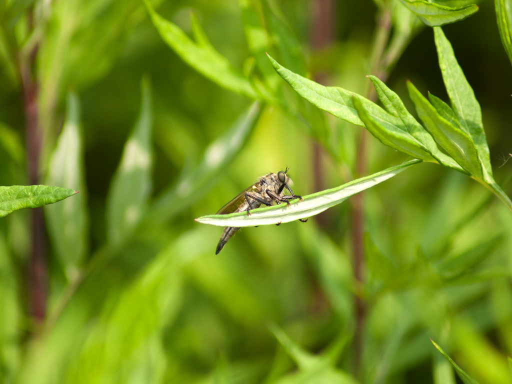 Quale asilidae?